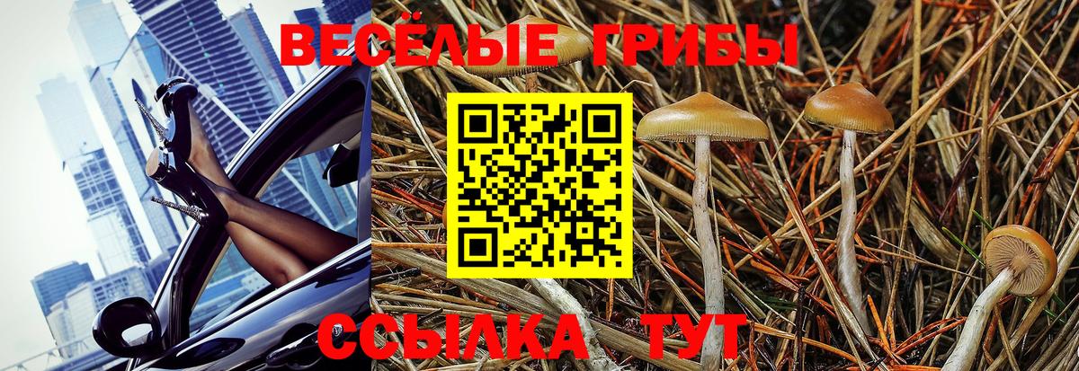 Братск  Галлюциногенные грибы прущие грибы  где найти наркотики  Вход с VPN 